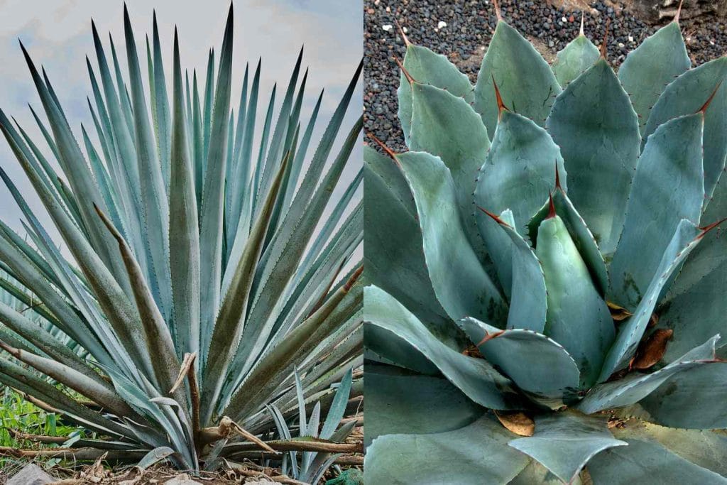 Whats-The-Difference-Between-Tequila-And-Mezcal-FT-BLOG0525-c7f391bdc1af44de8a42a2ec1bf99f9a.jpg