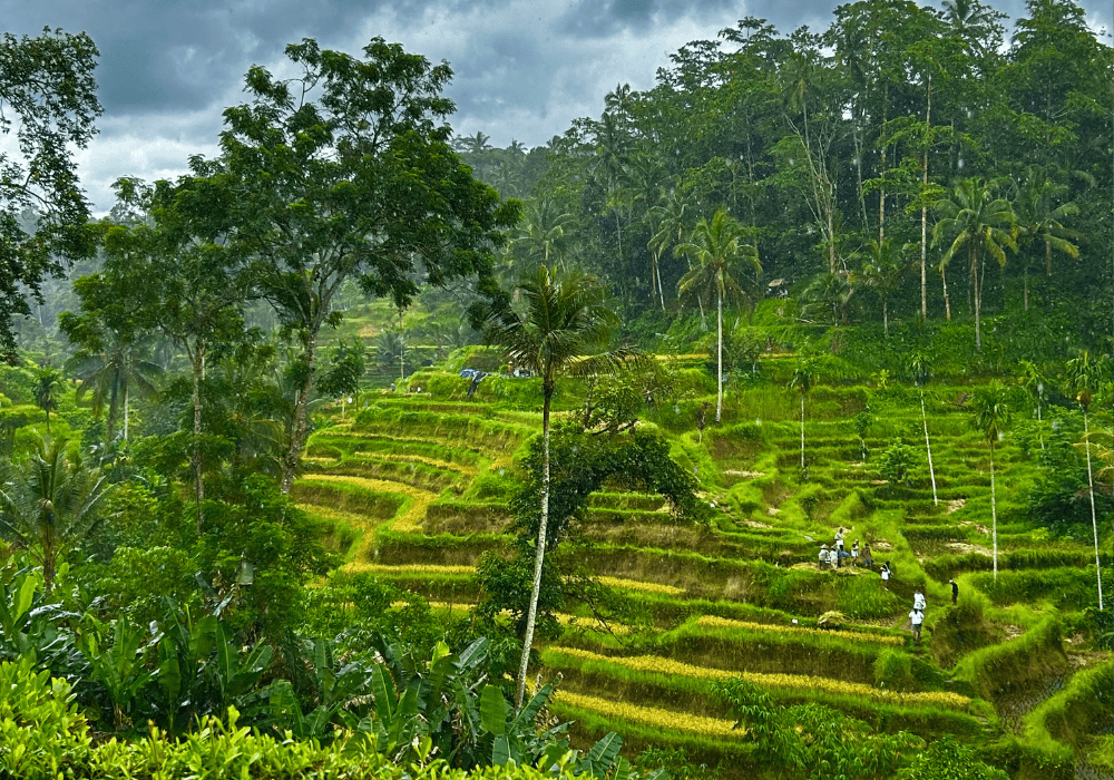 bali-review-feature.png