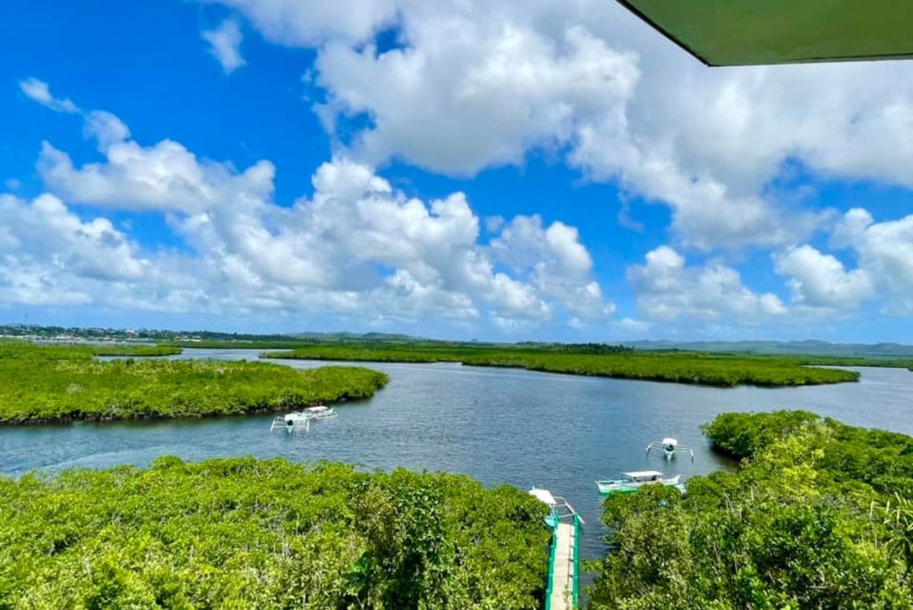 Del_Carmen_mangroves_in_Siargao.jpg