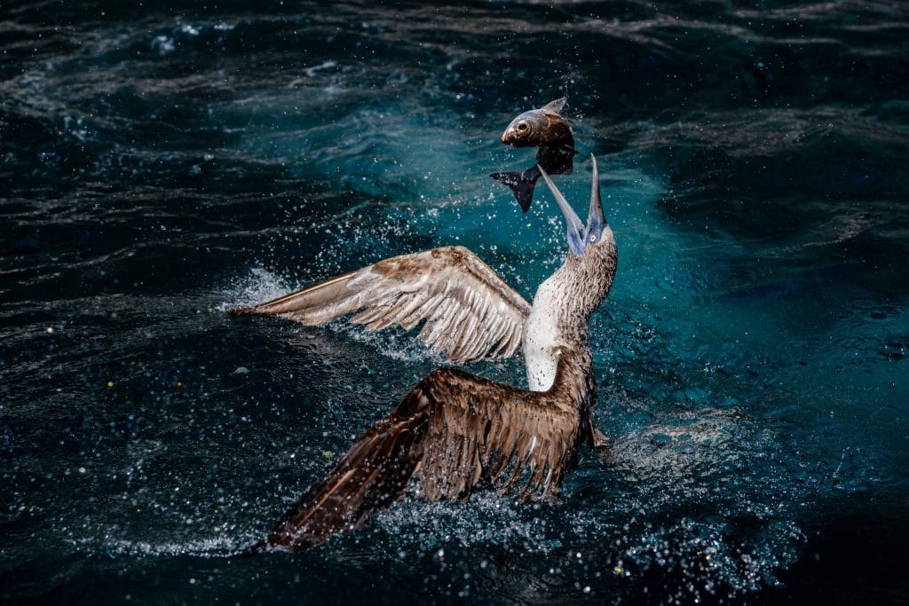 Ecuador_Galapagos_2025_Rickie-Andres_Blue-Footed-Booby-and-Fish-scaled.jpg