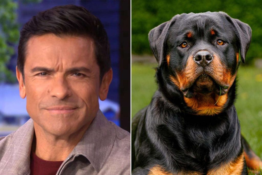 Mark-Consuelos-Rottweiler-060325-759b6144bfd4484b8222008f43053069.jpg