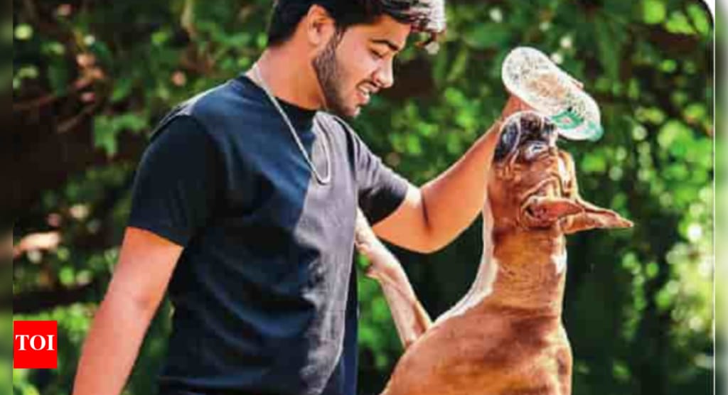 Trained for trouble: Why exotic dogs need ‘paw-sitive’ parenting | Hyderabad News - Times of India