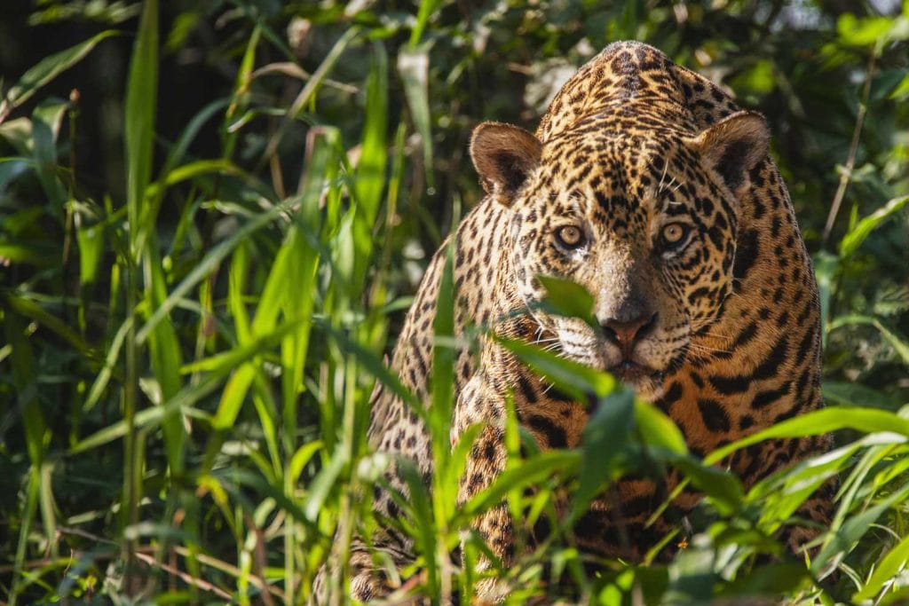 a-wild-jaguar-in-the-pantanal-is-watchful-while-laying-in-thick-vegetation-along-the-river-bank-of-t.jpeg