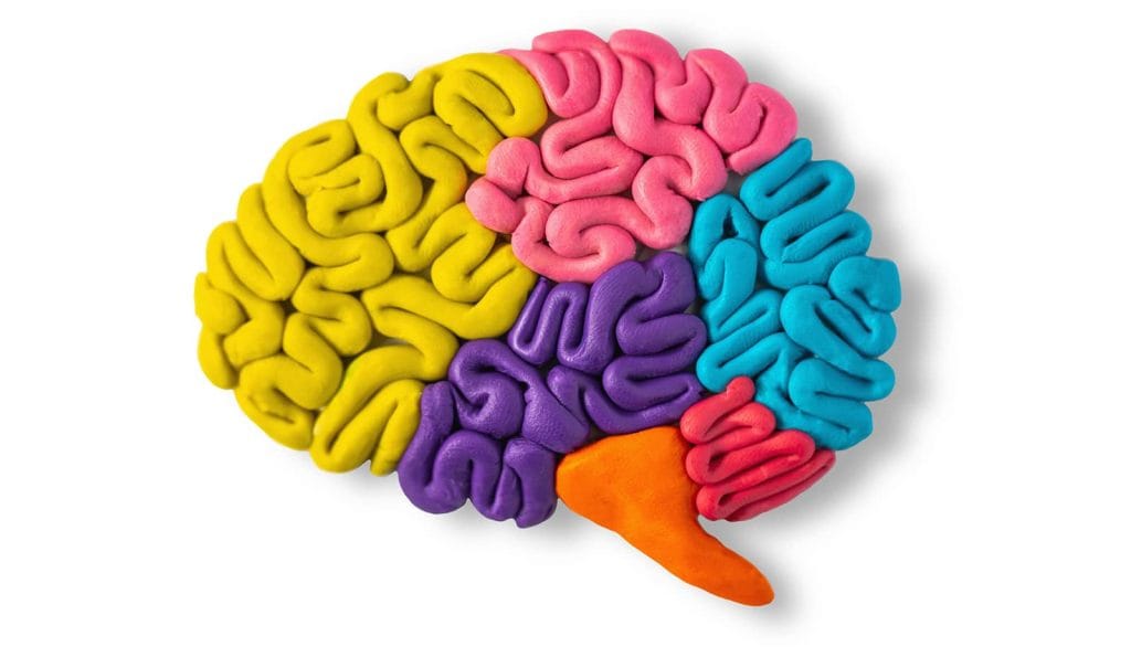 brain-plasticity-1600.jpg