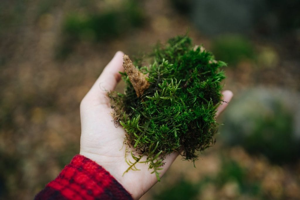 close-up-of-a-person-standing-in-the-forest-holding-a-handful-of-moss-russia-1292055927-6d56c84aa9b.jpeg