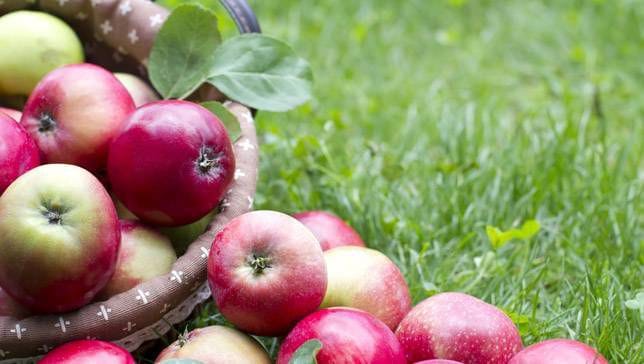 opt__aboutcom__coeus__resources__content_migration__mnn__images__2014__03__Apples-1b0dd67f579d4d54.jpeg