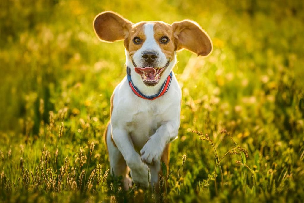 portrait-of-dog-running-on-grassy-field-1153614830-c0b96a5ff52e4b6a85c1f1bf87685892.jpg