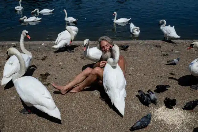 swan-whisperer-banned-hyde-park.webp.webp