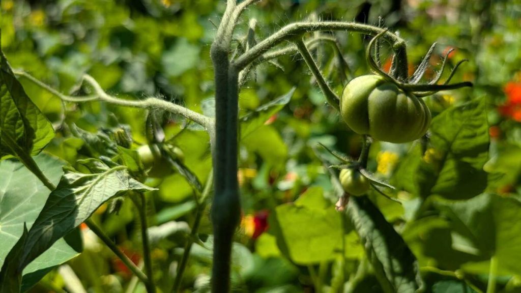 All the Gardening Tasks You Should Do in July