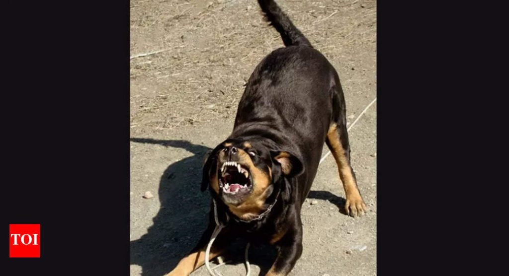 Dehradun Dog Attack: 2 broken bones, ear ripped off, 200 stitches: Woman critical after Rottweilers’ attack in Dehradun; same dogs had injured 4 others before | Dehradun News - Times of India