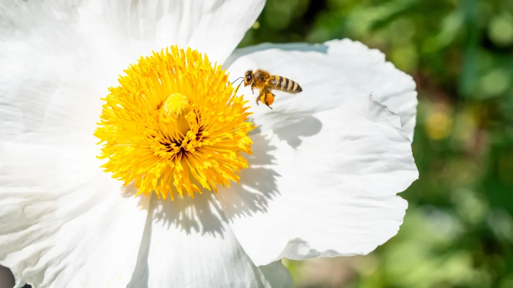 honey-bee-white-yellow-flower.webp.webp
