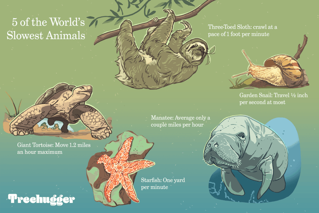 slowest-animals-in-the-world-5069621-ADD-COLOR-FINAL3-0fc58c12feb04606b6ca5987613ef274.png