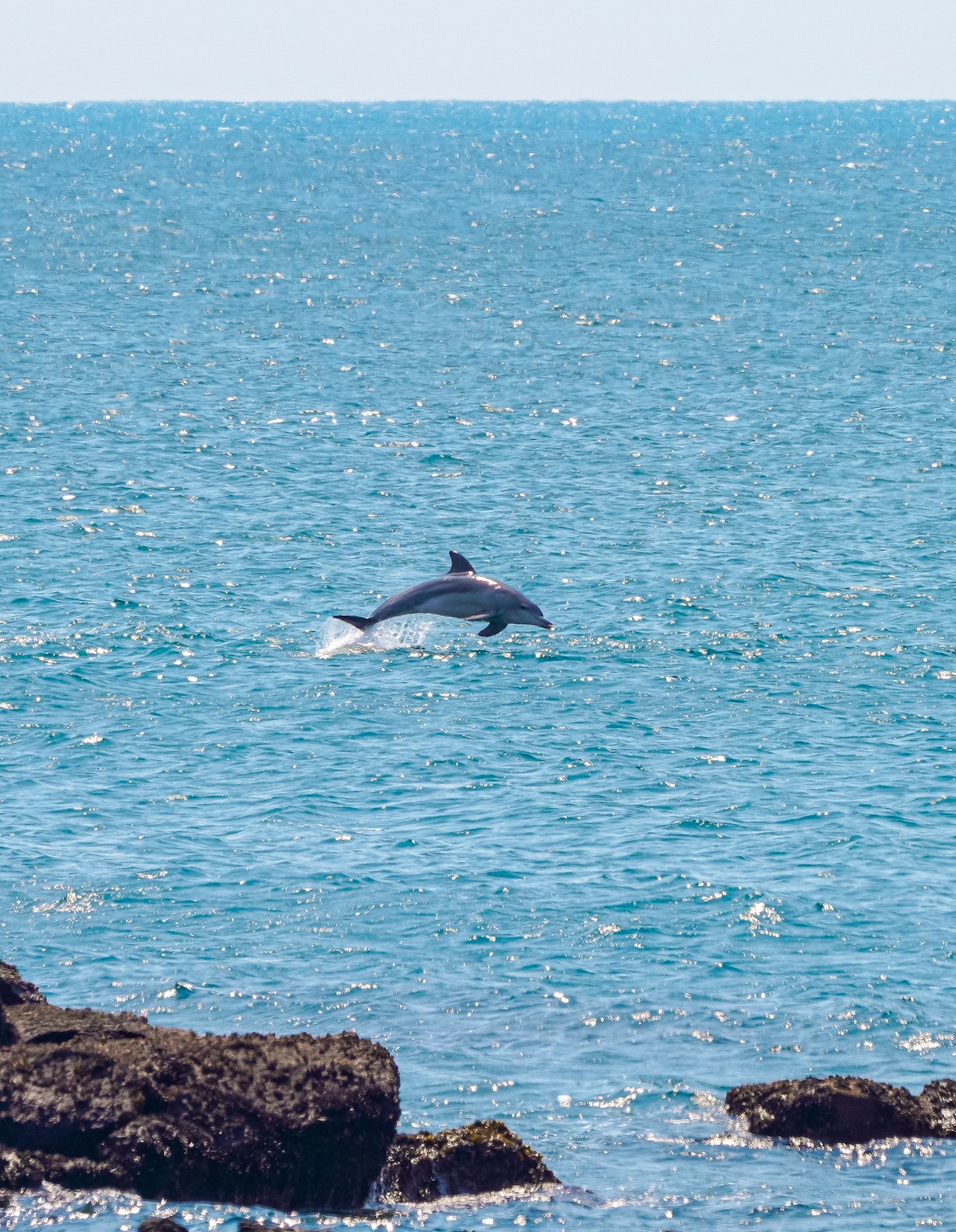 south-korea-jeju-dolphin.jpeg