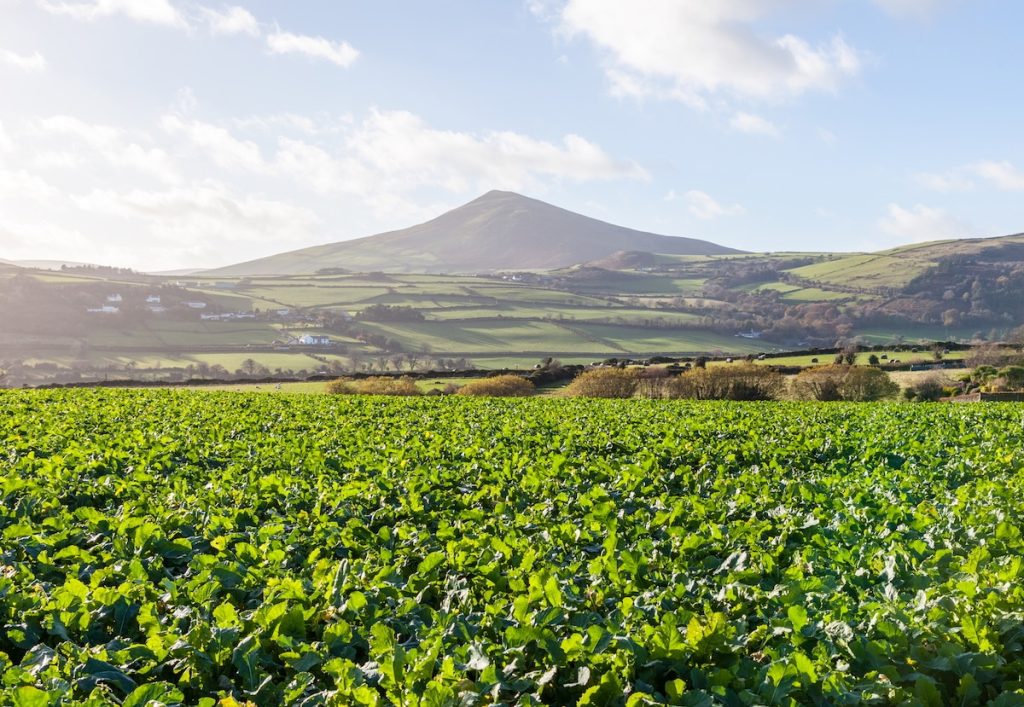 spinach-field-uk.jpeg