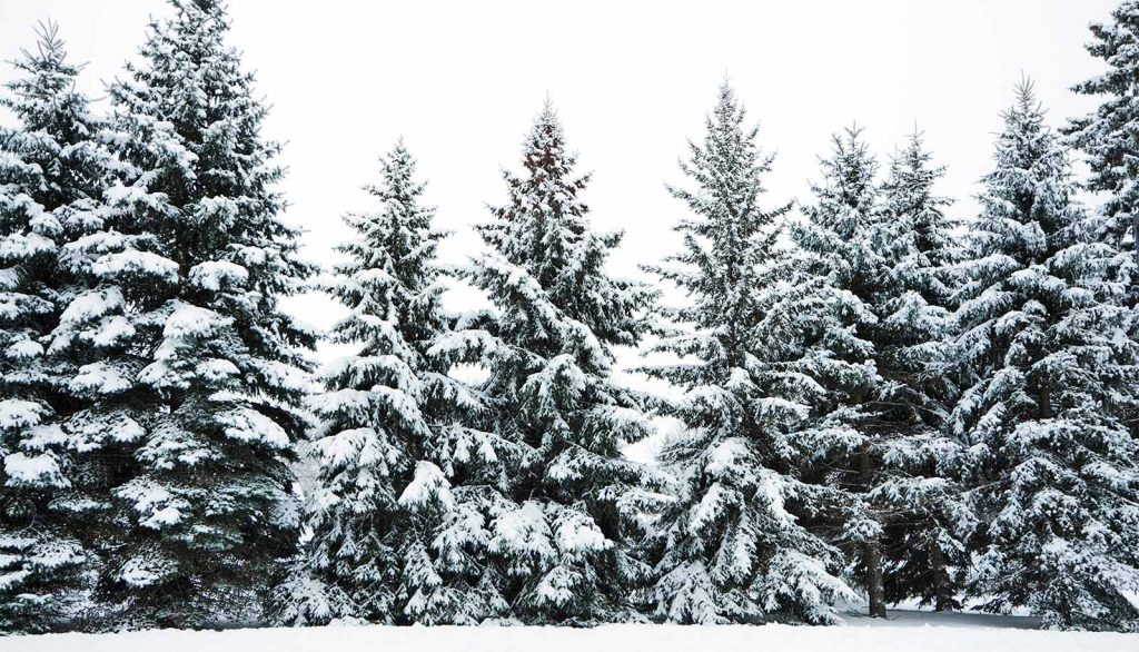 trees-carbon-snow-1600.jpg